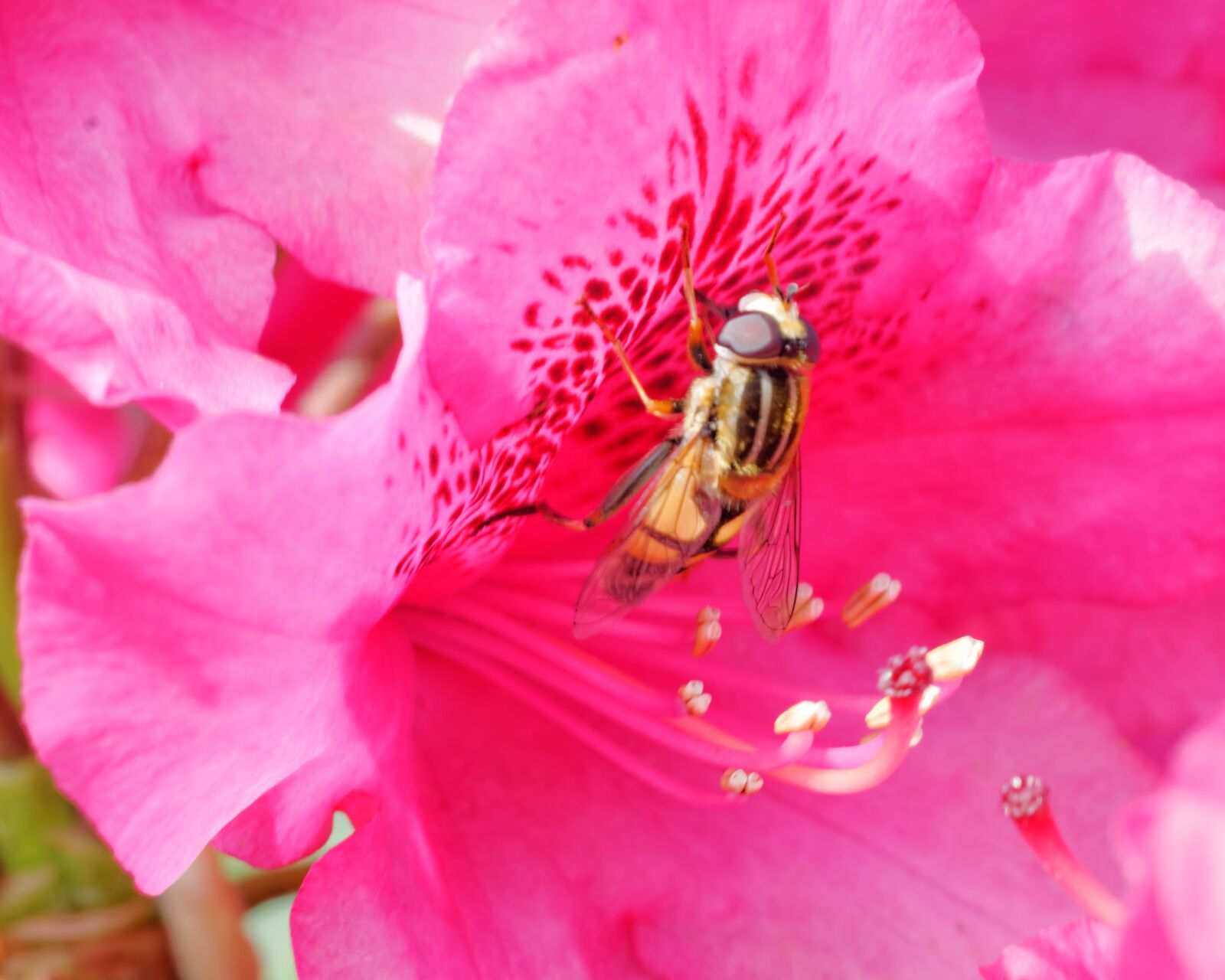 Nikon D300S sample photo. Flower, plant, color photography