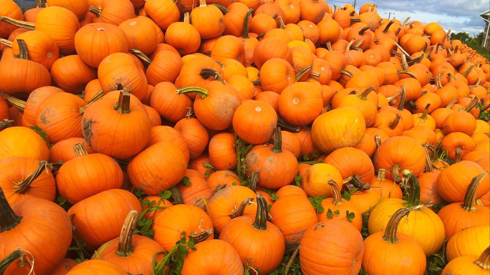 iPhone 6 back camera 4.15mm f/2.2 sample photo. Pumpkin, orange, merchant photography