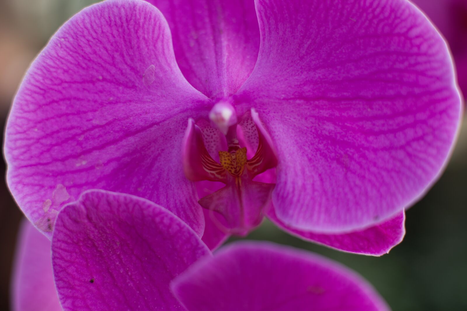 Canon EOS 5D Mark II sample photo. Orchid, flower, tropical photography