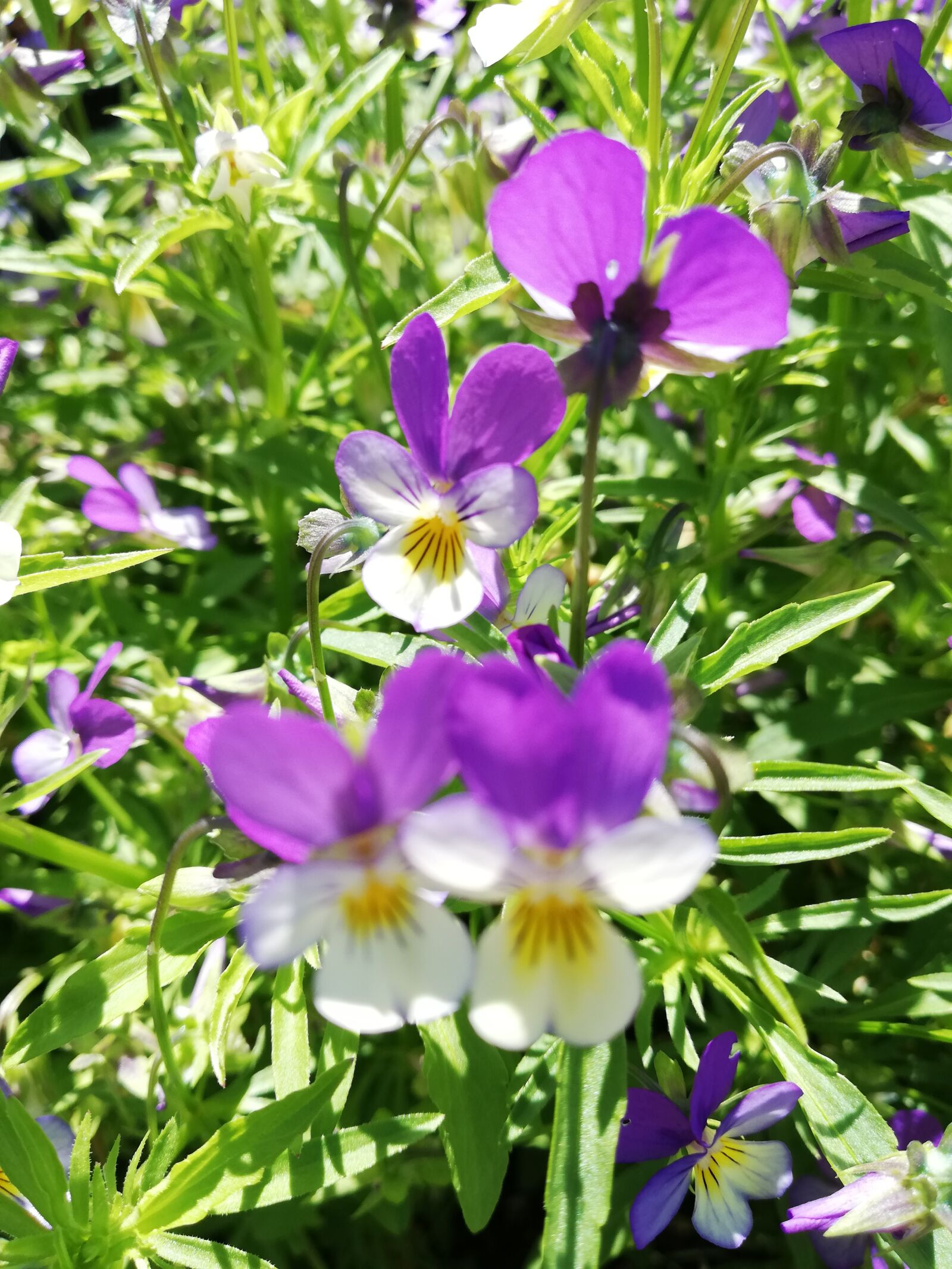 HUAWEI ANE-LX1 sample photo