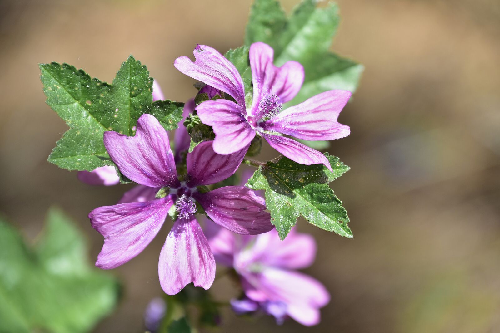 Nikon D7200 sample photo. Flower, plant, nature photography