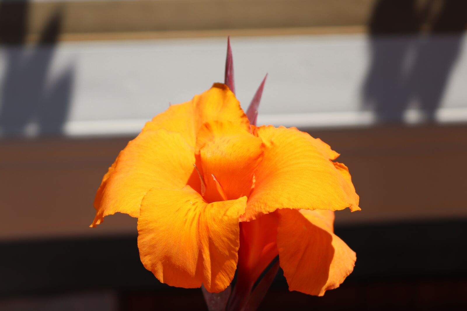 Canon EOS 250D (EOS Rebel SL3 / EOS Kiss X10 / EOS 200D II) sample photo. Yellow, flower, beautiful photography