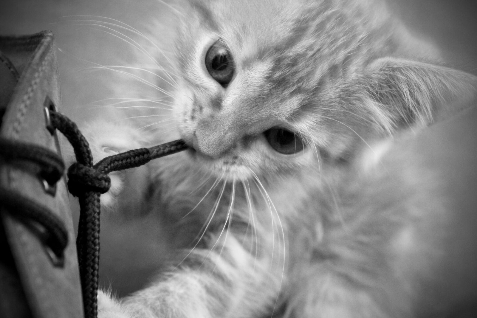 Canon EF-S 18-55mm F3.5-5.6 IS sample photo. Cat, kitten, feline photography