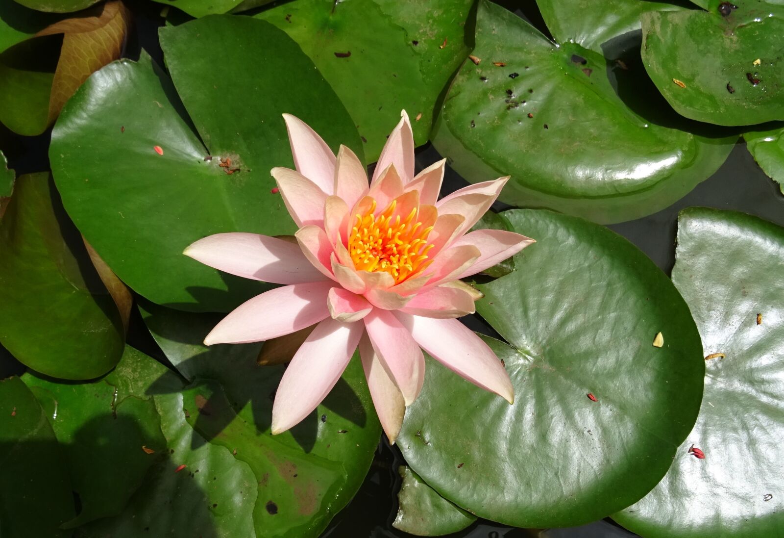 Sony DSC-HX60V sample photo. Flower, water lily, nymphaea photography