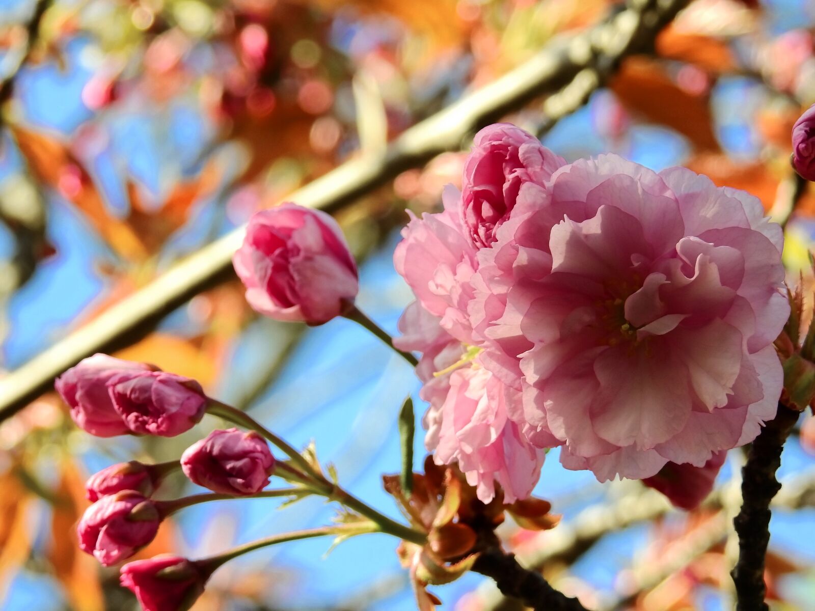 Nikon Coolpix P900 sample photo. Blossom, bloom, tree photography