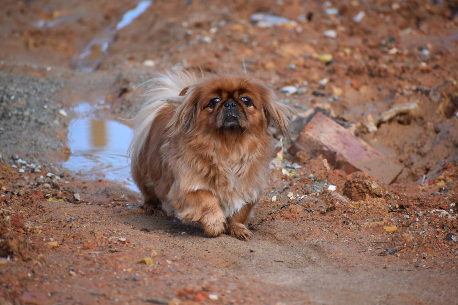 Nikon D5500 sample photo. Nature, portrait, outdoors photography