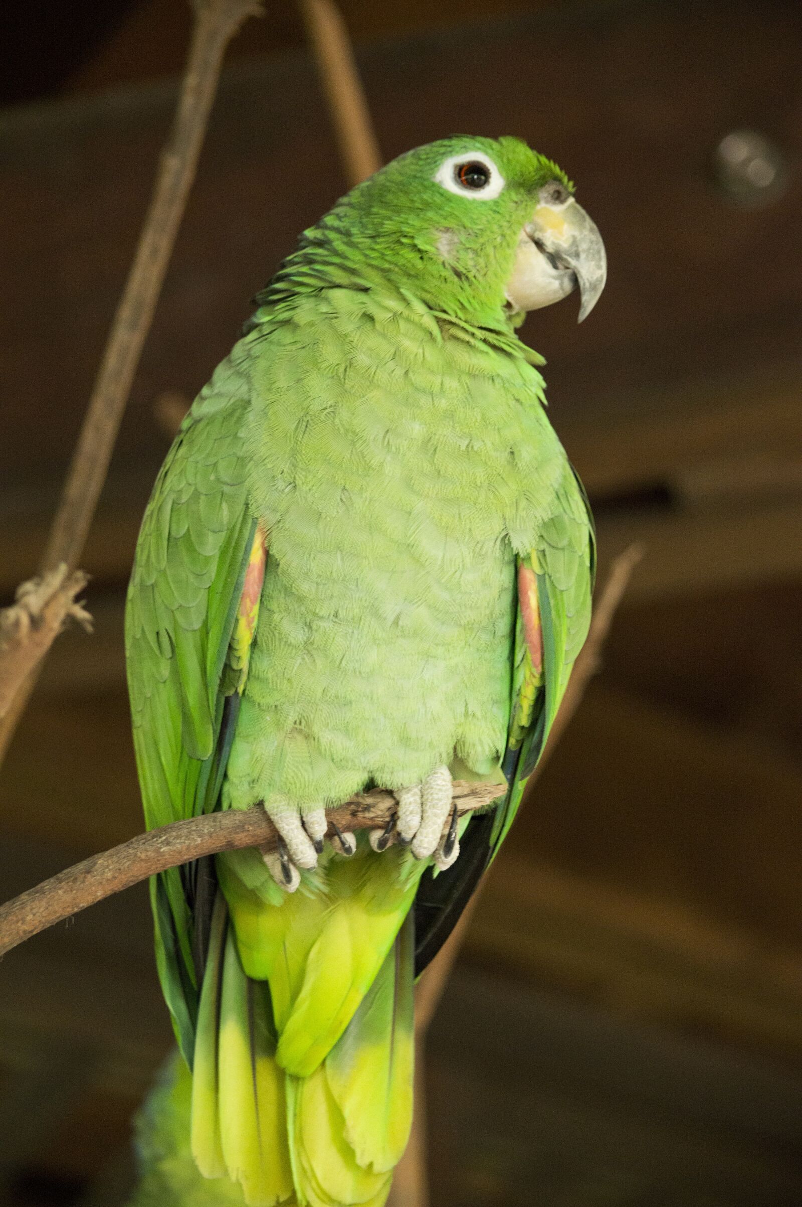 Nikon D3200 sample photo. Lora, parrot, perico photography