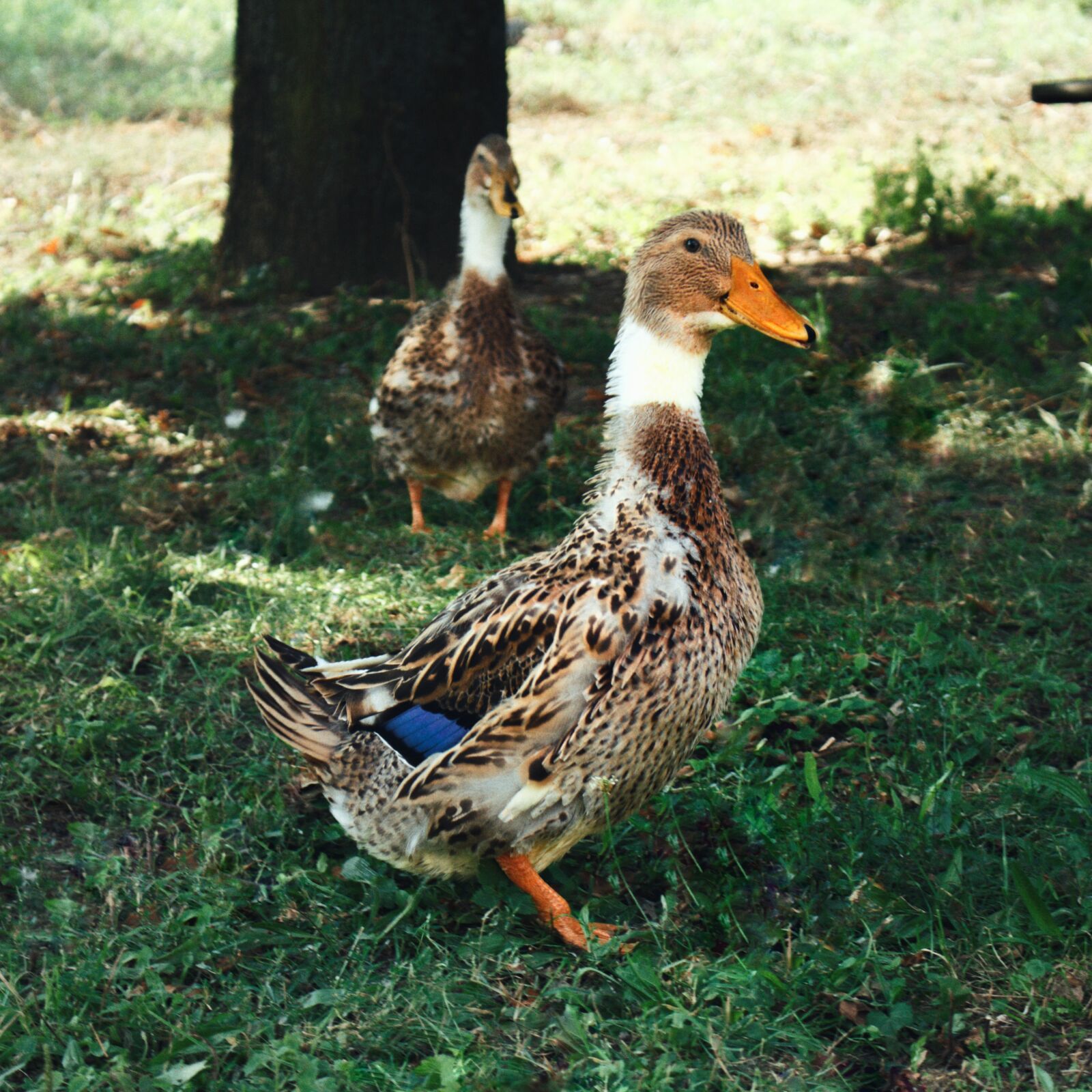 Canon EOS 700D (EOS Rebel T5i / EOS Kiss X7i) sample photo. Duck, ducks, birds photography