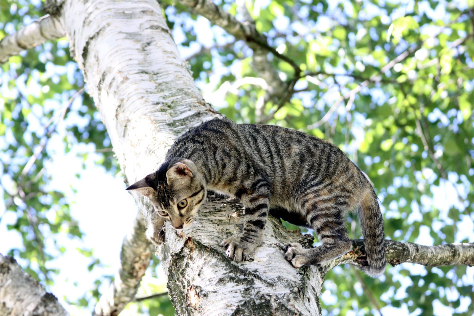 Canon EOS 50D sample photo. Cat, tree, climbing photography