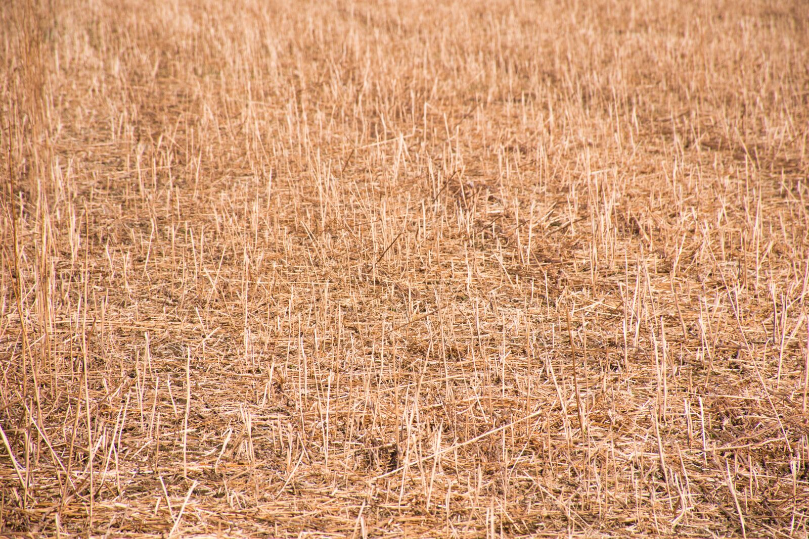 Nikon D5600 sample photo. Wheat, grain, field photography