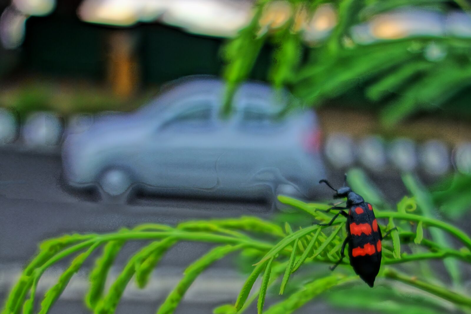 Sony Cyber-shot DSC-RX100 sample photo. Blister, beetle, insect, mylabris photography