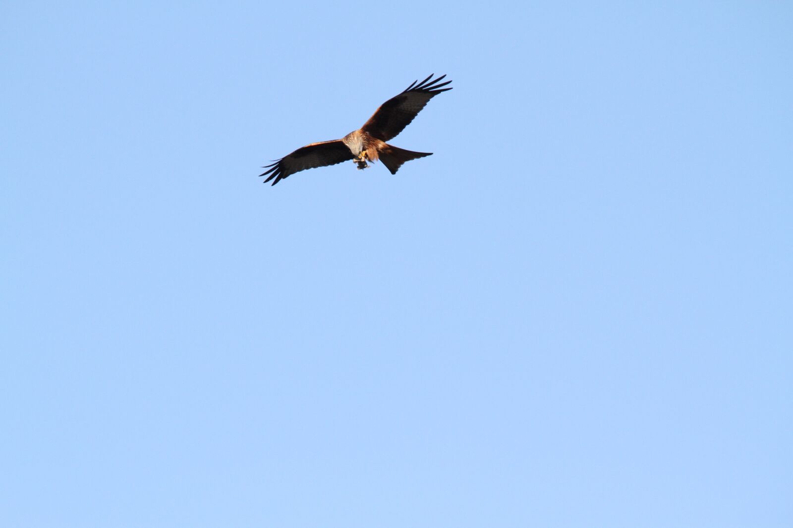 Canon EOS 7D sample photo. Red kite, raptor, flight photography