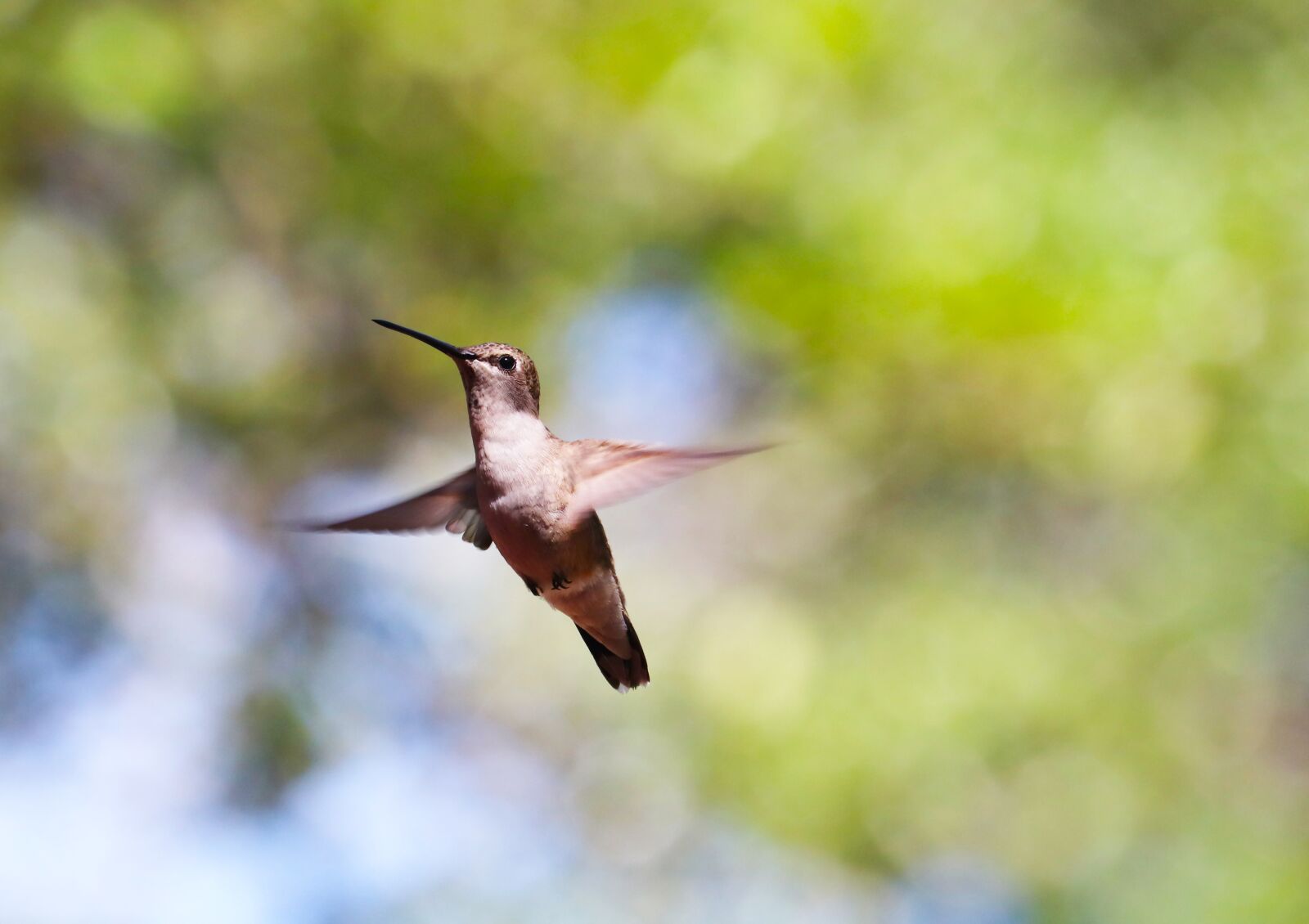 Canon EOS 800D (EOS Rebel T7i / EOS Kiss X9i) + Canon EF-S 55-250mm F4-5.6 IS STM sample photo. Hummingbird, in flight, wildlife photography
