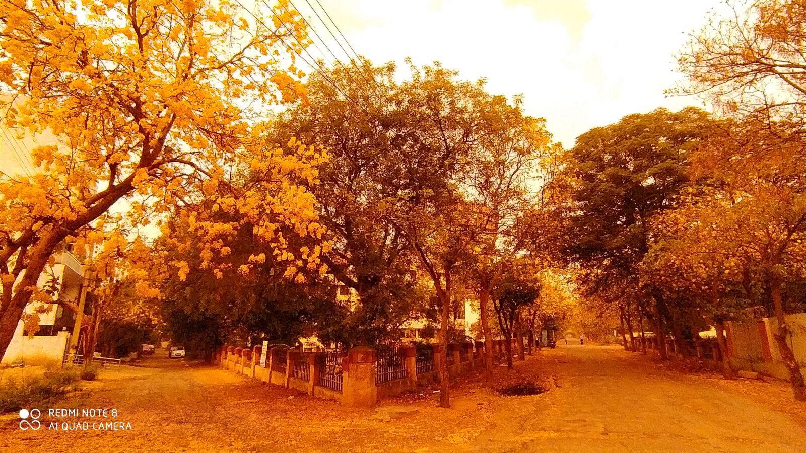 Xiaomi Redmi Note 8 sample photo. Morning, trees, flowers photography