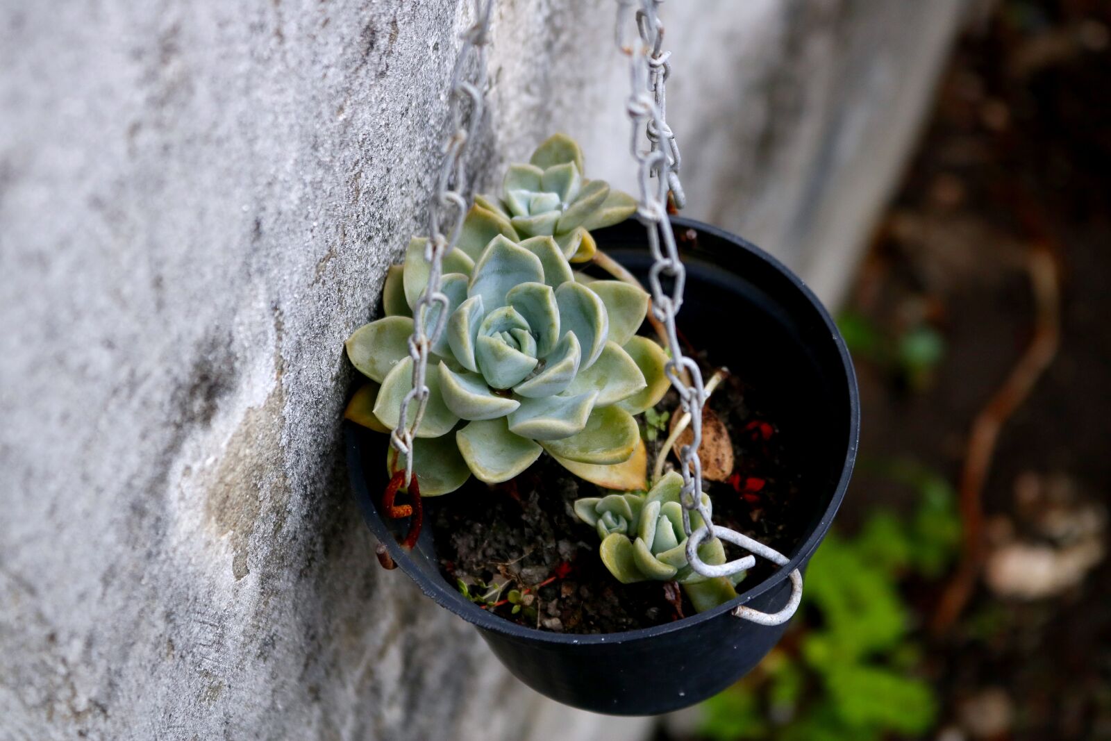 Canon EOS 750D (EOS Rebel T6i / EOS Kiss X8i) sample photo. Pink stone, vase, ornament photography