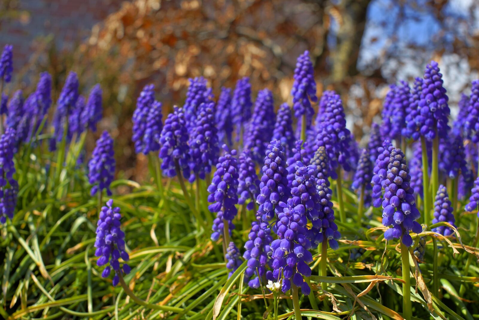 Sony a99 II + Minolta AF 35mm F2 [New] sample photo. Hyacinth, flowers, blue photography