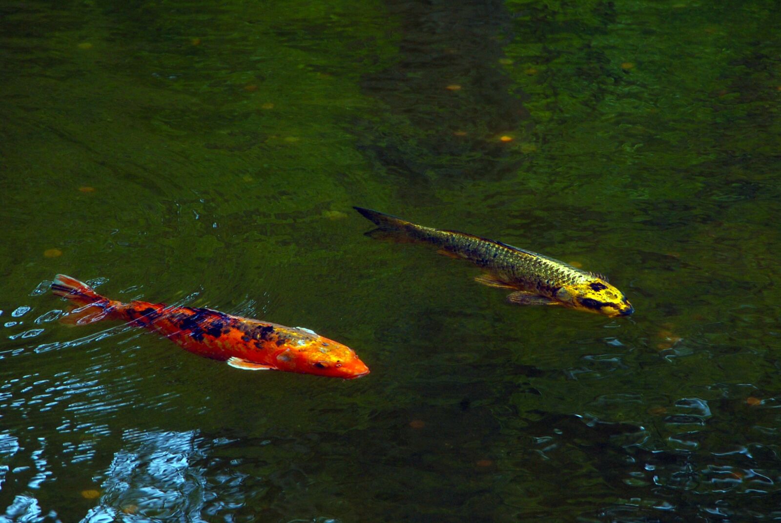 Nikon D200 sample photo. Koi, pond, fish photography