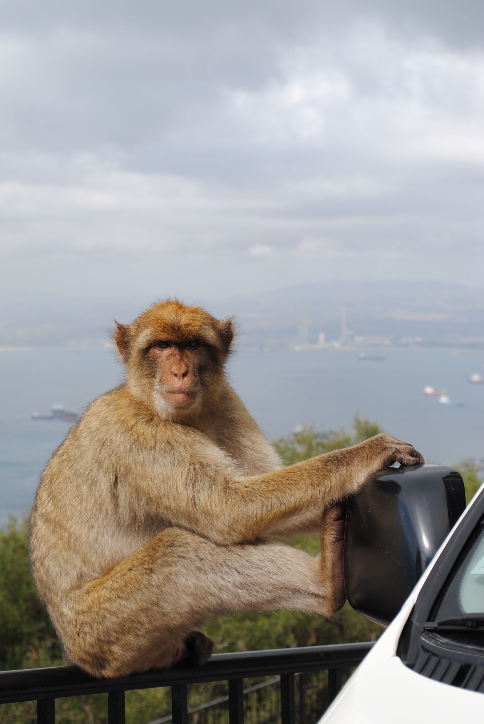 Nikon D3000 sample photo. Monkey, gibraltar, spain photography