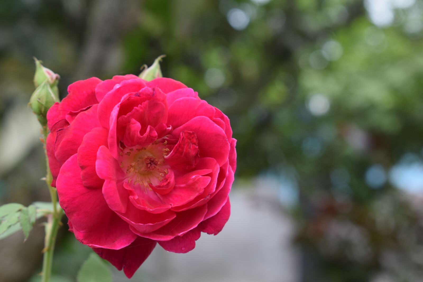 Nikon D3300 sample photo. Flower, nature, flora photography