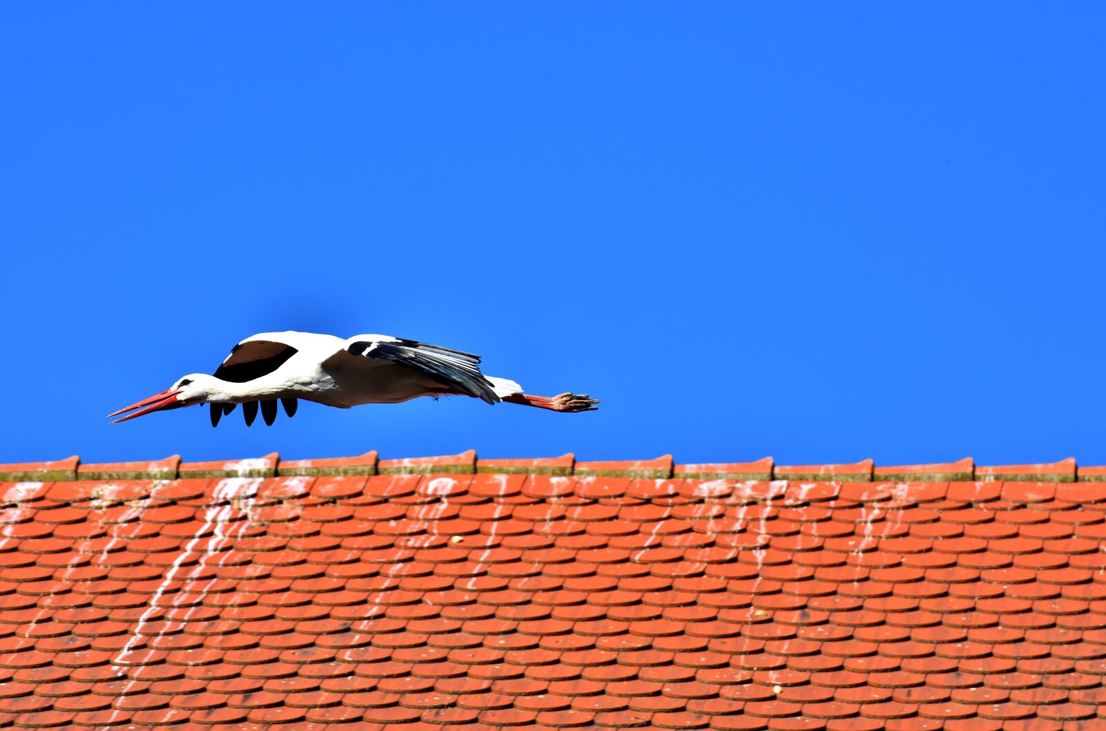 Nikon D7200 sample photo. Stork, bird, flying photography