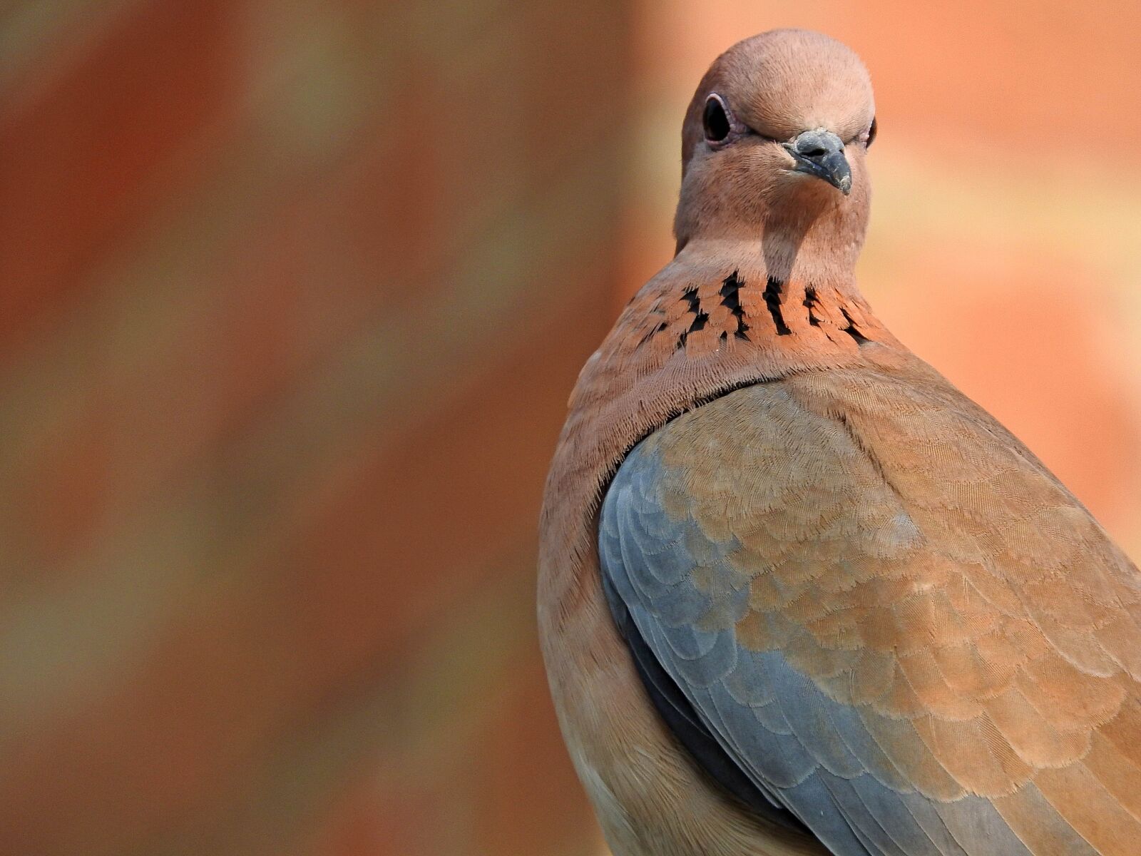 Nikon Coolpix P610 sample photo. Bird, dove, wing photography