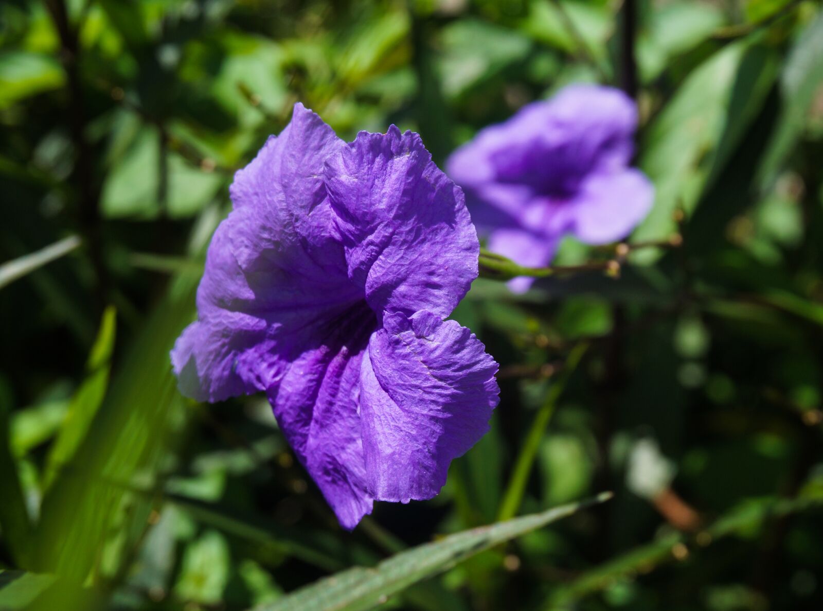 Sony Alpha NEX-3N sample photo. Flowers, purple, bloom photography