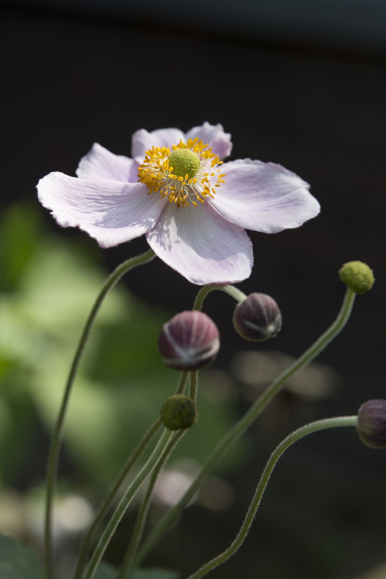 Tamron SP 24-70mm F2.8 Di VC USD sample photo. Flower, nature, plant photography