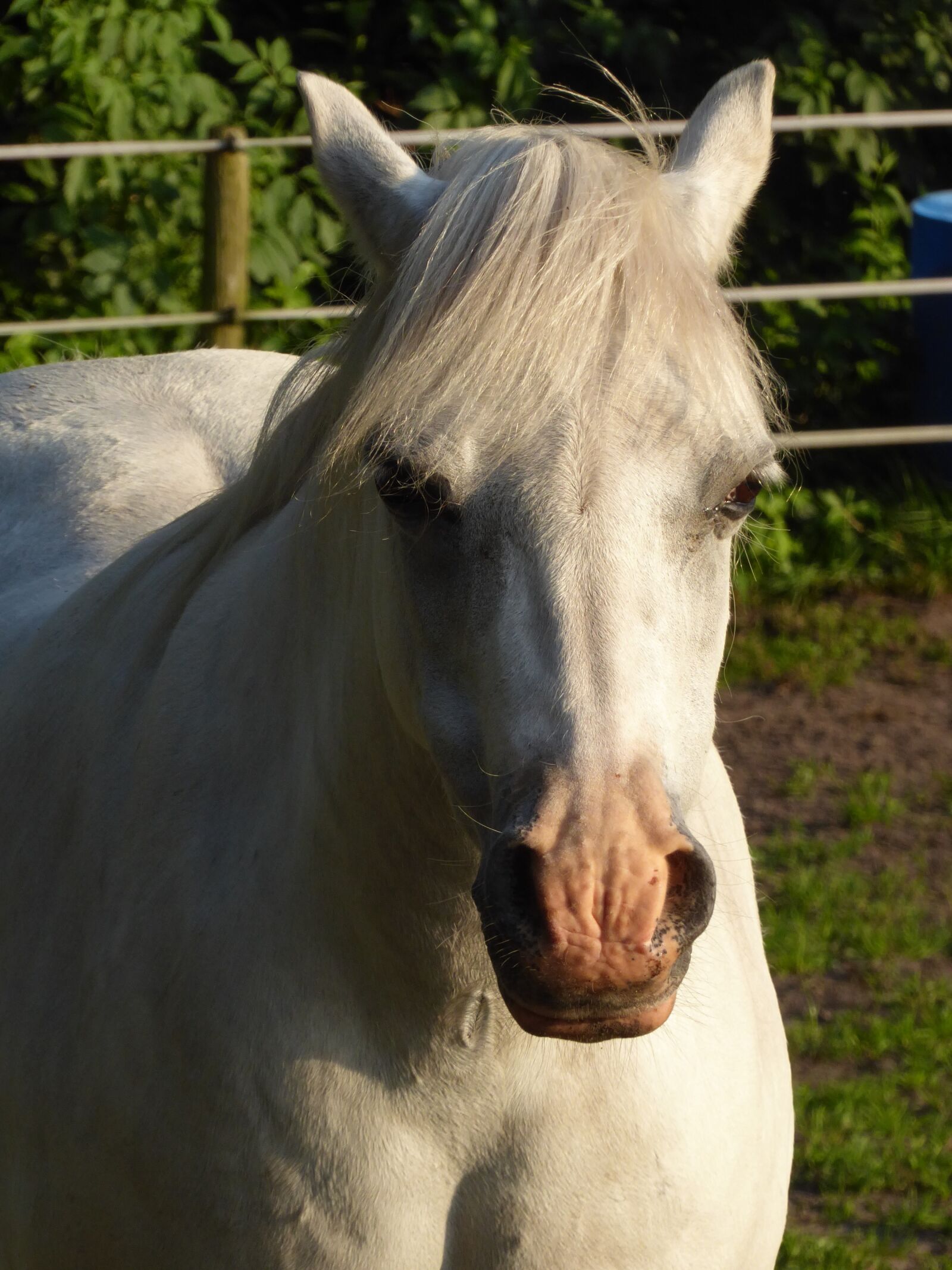 Panasonic Lumix DMC-ZS50 (Lumix DMC-TZ70) sample photo. Welsh pony, mare, sun photography