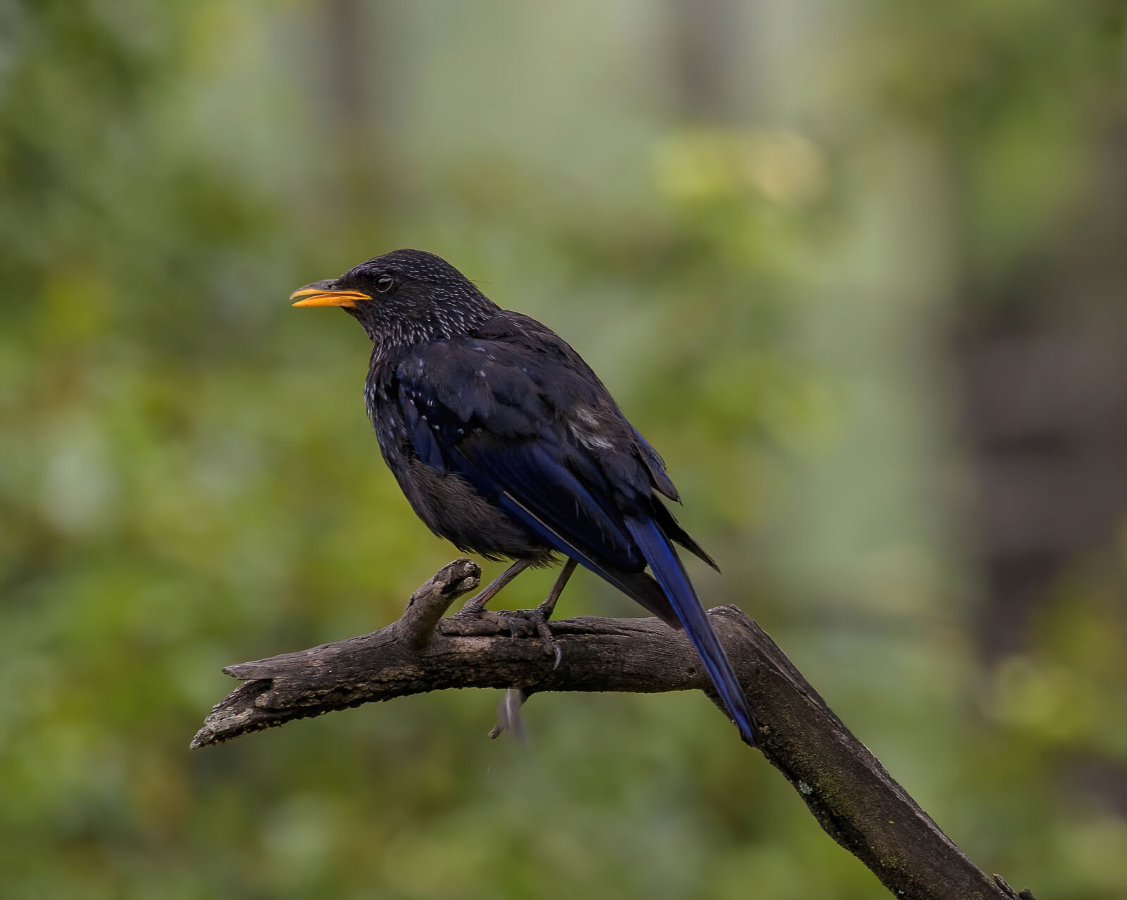 Nikon AF-S Nikkor 400mm F2.8G ED VR II sample photo