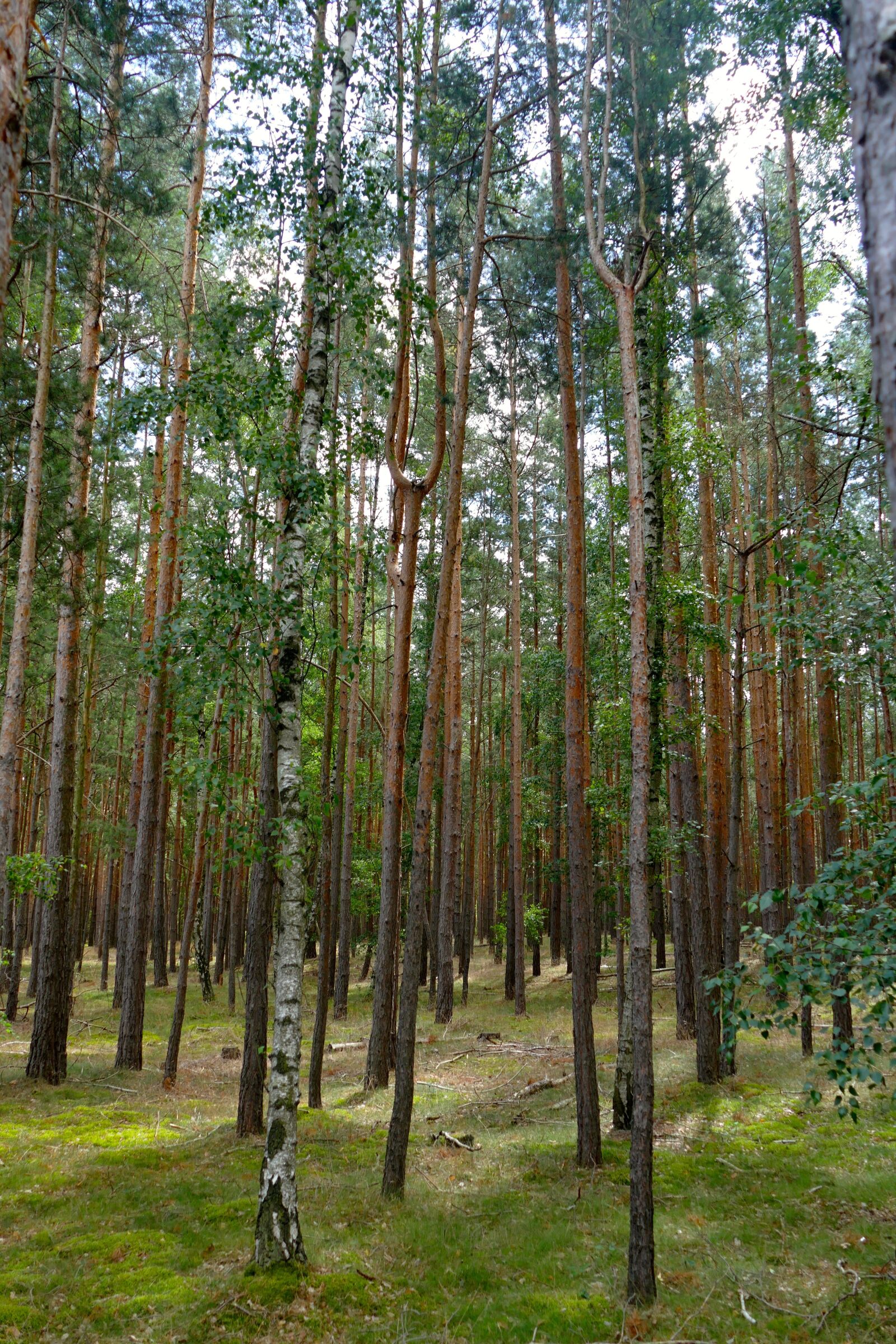 Panasonic Lumix DMC-FZ1000 sample photo. Forest, nature, vision photography