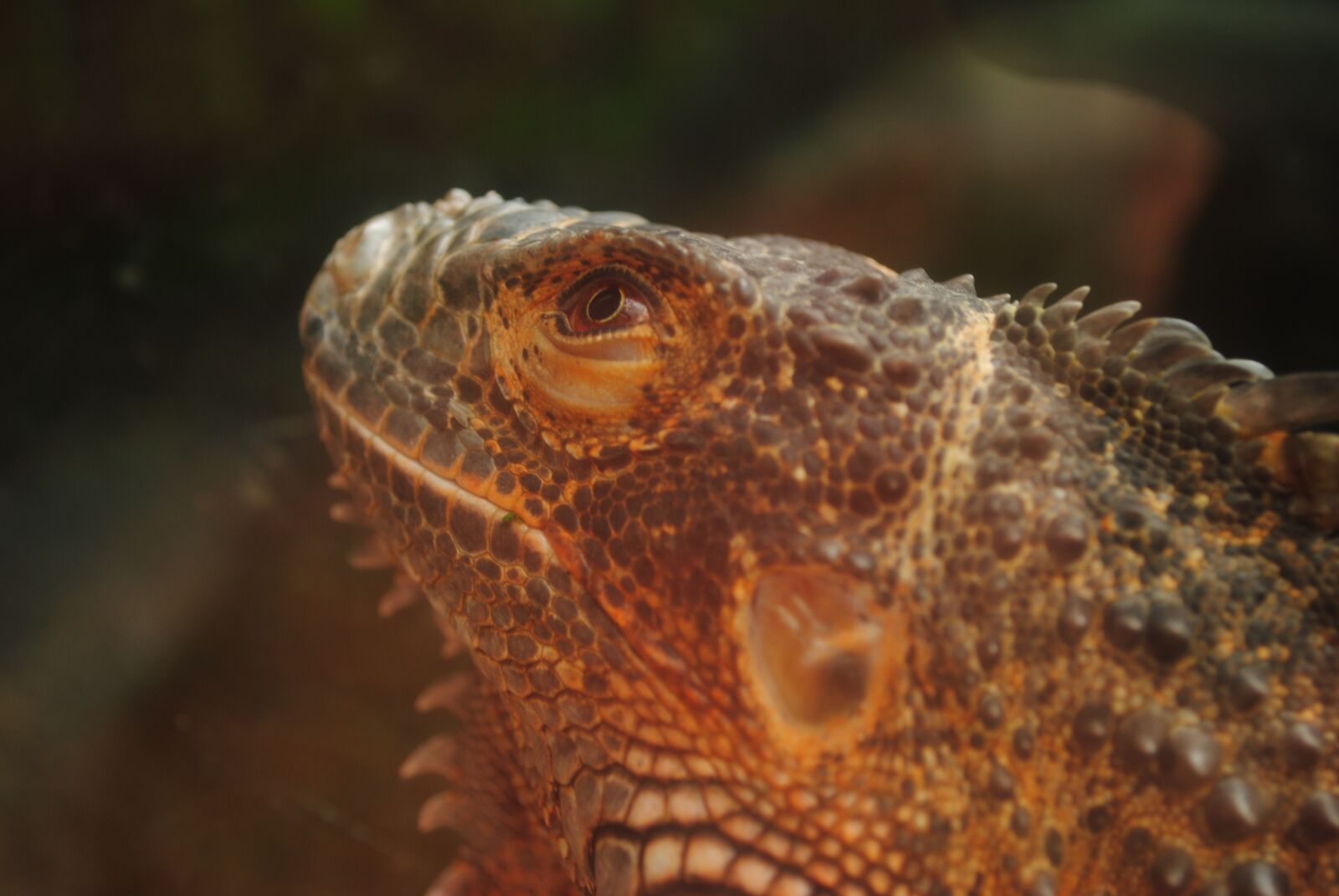 Nikon D3000 sample photo. Iguana, head, reptile photography