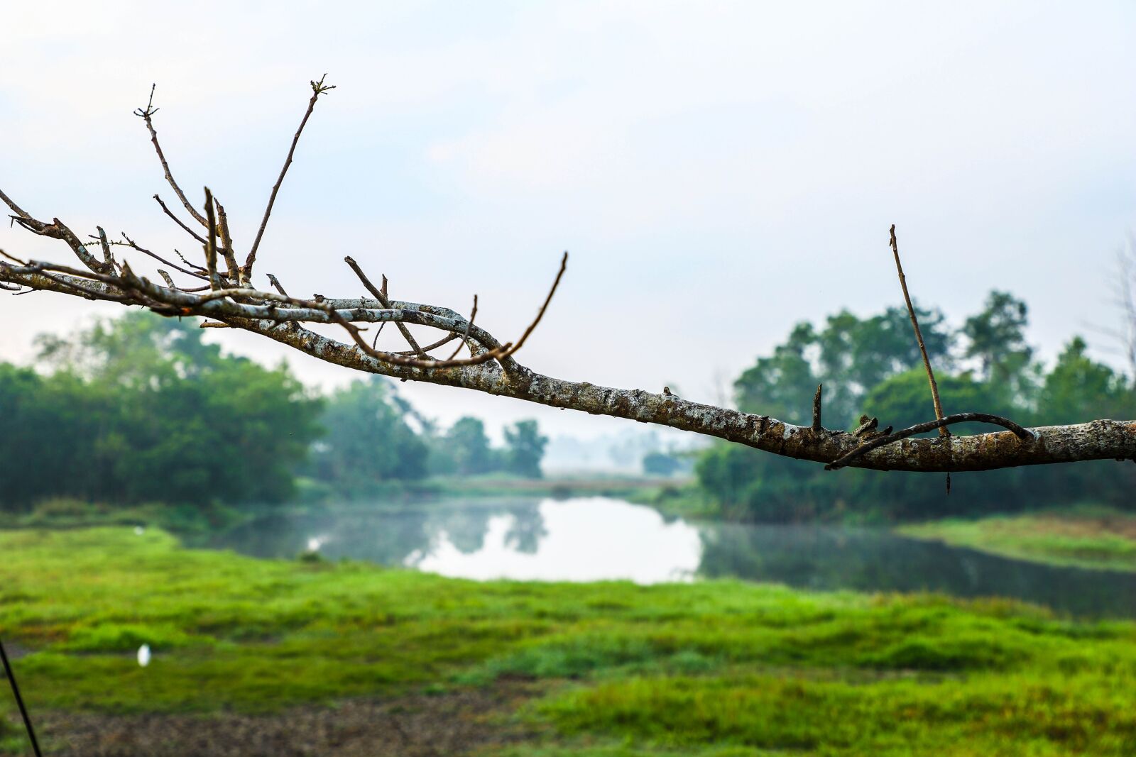 Canon EOS 6D Mark II sample photo. Nature, pond, fog photography