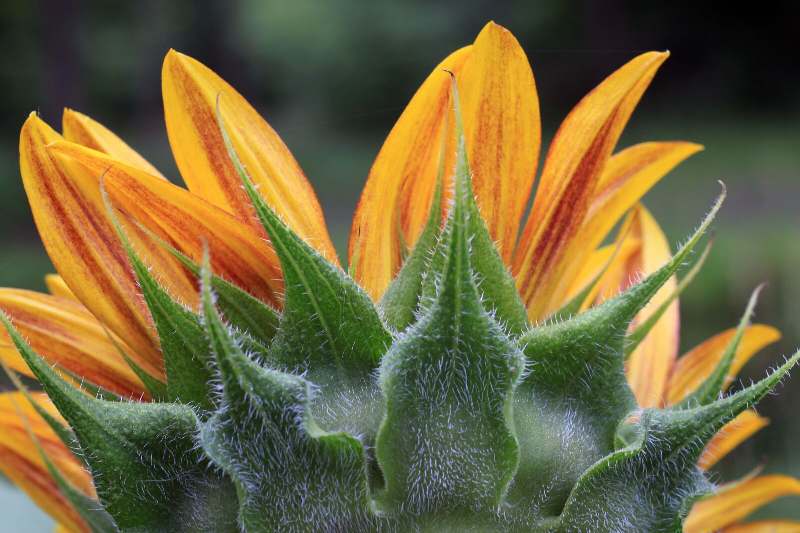 Canon EOS 500D (EOS Rebel T1i / EOS Kiss X3) sample photo. Sunflower, petals, head photography
