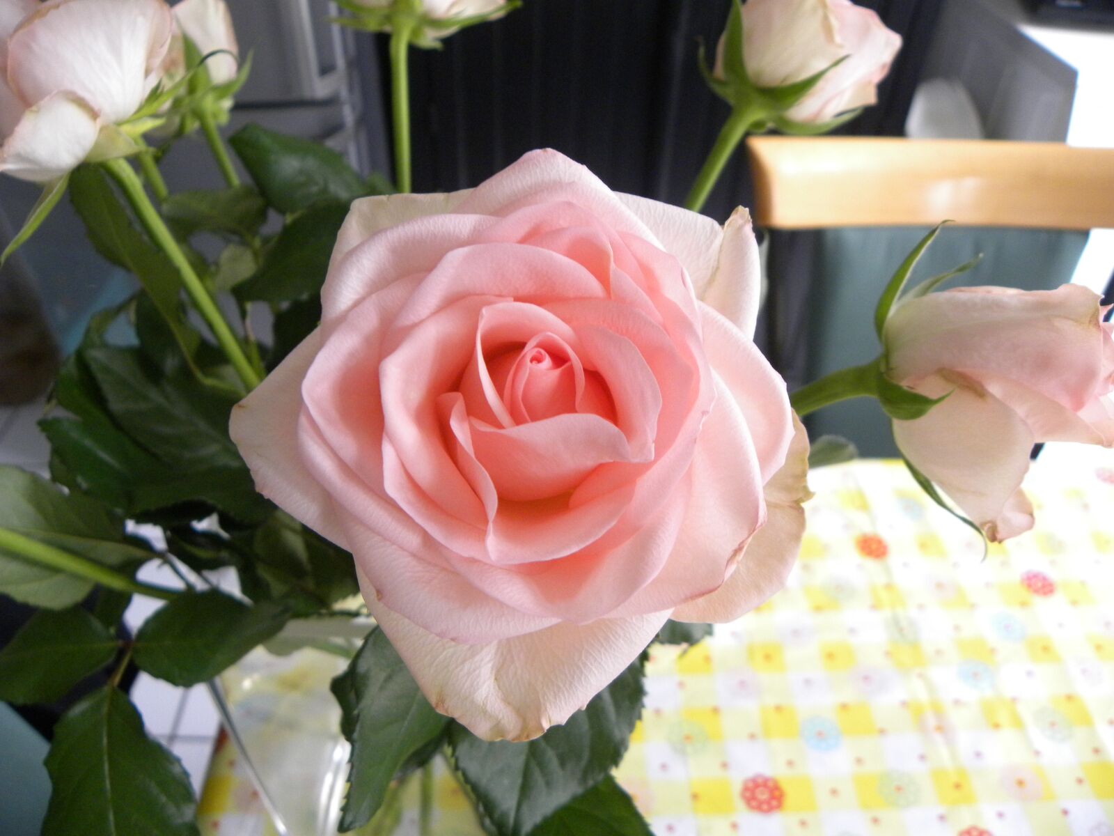 Nikon Coolpix P90 sample photo. Flowers, roses, flora photography