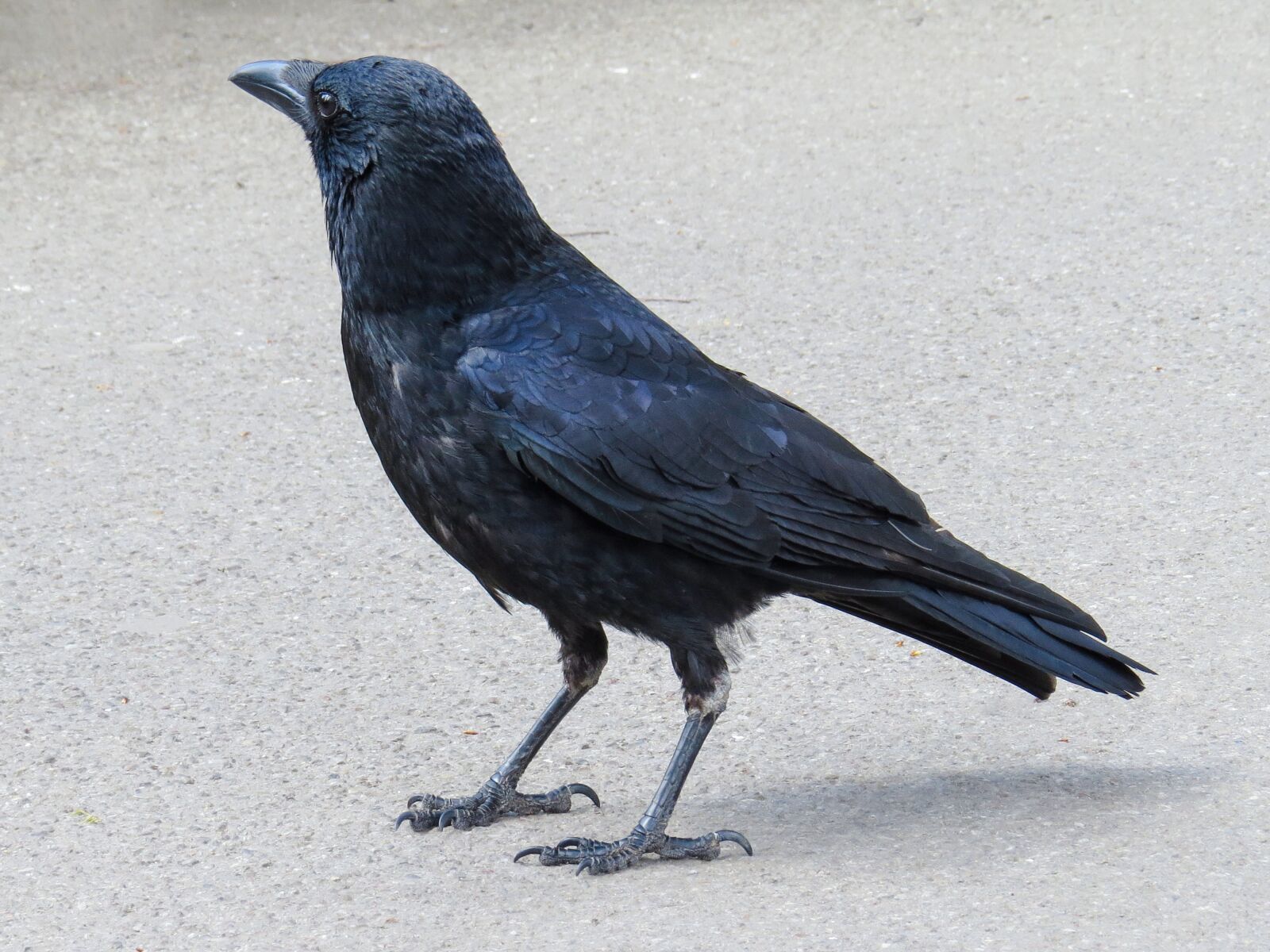 Canon PowerShot SX50 HS sample photo. Animals, bird, raven photography