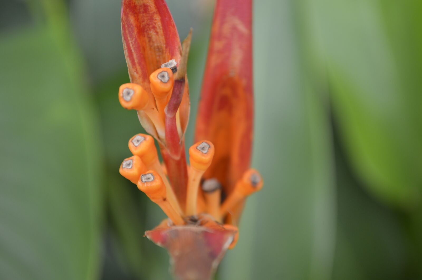 Nikon D3200 sample photo. Flower, nature, orange photography