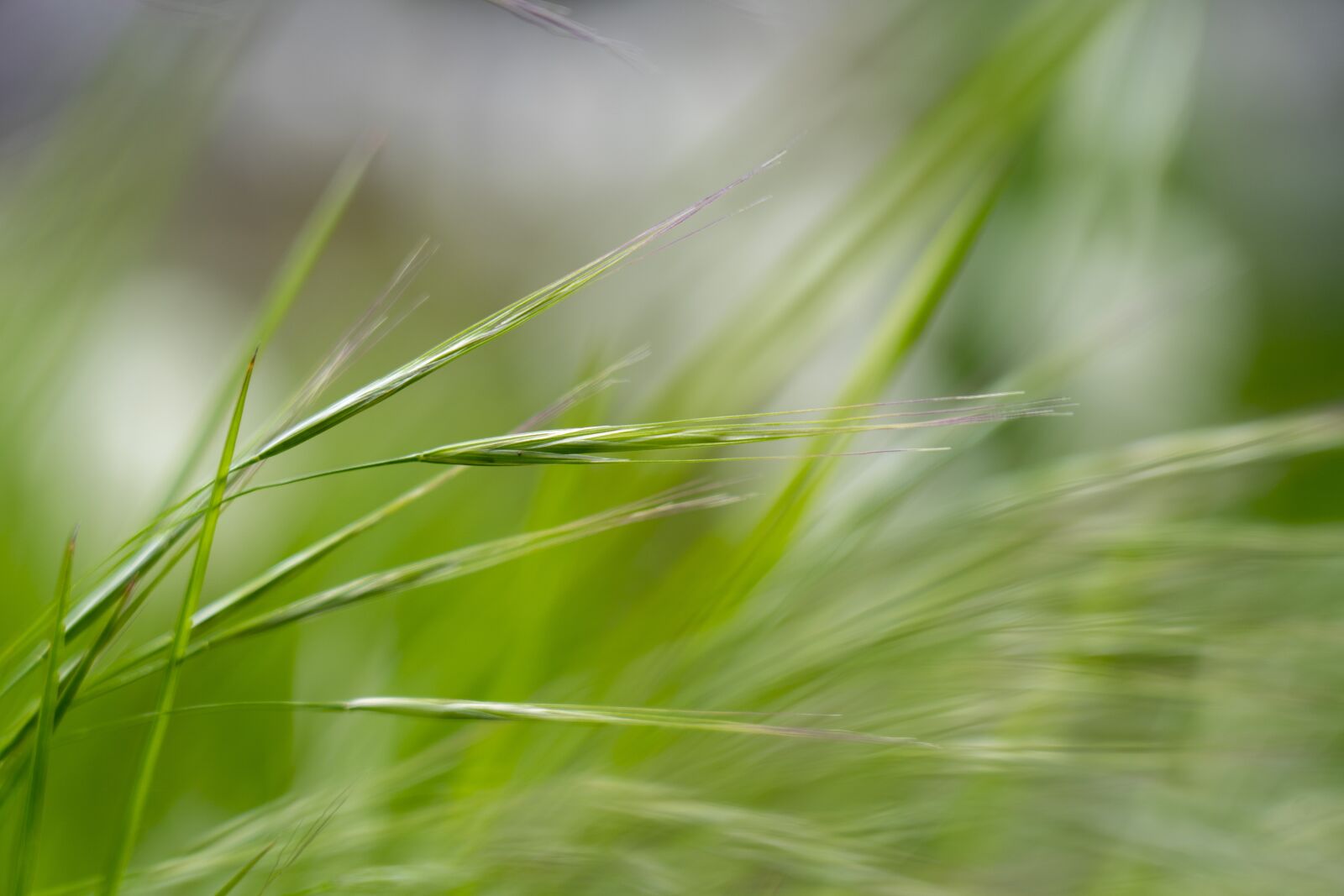 Sony a7 III sample photo. Grass, green, nature photography