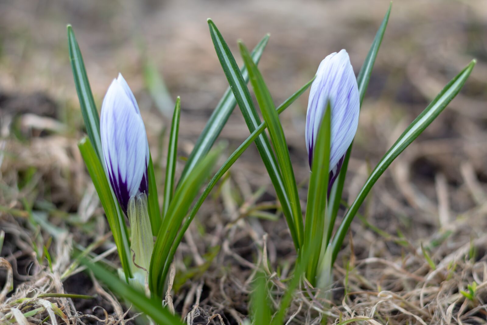 Canon EOS 1300D (EOS Rebel T6 / EOS Kiss X80) + Canon EF 50mm F1.8 STM sample photo. Crocus, flowers, spring photography