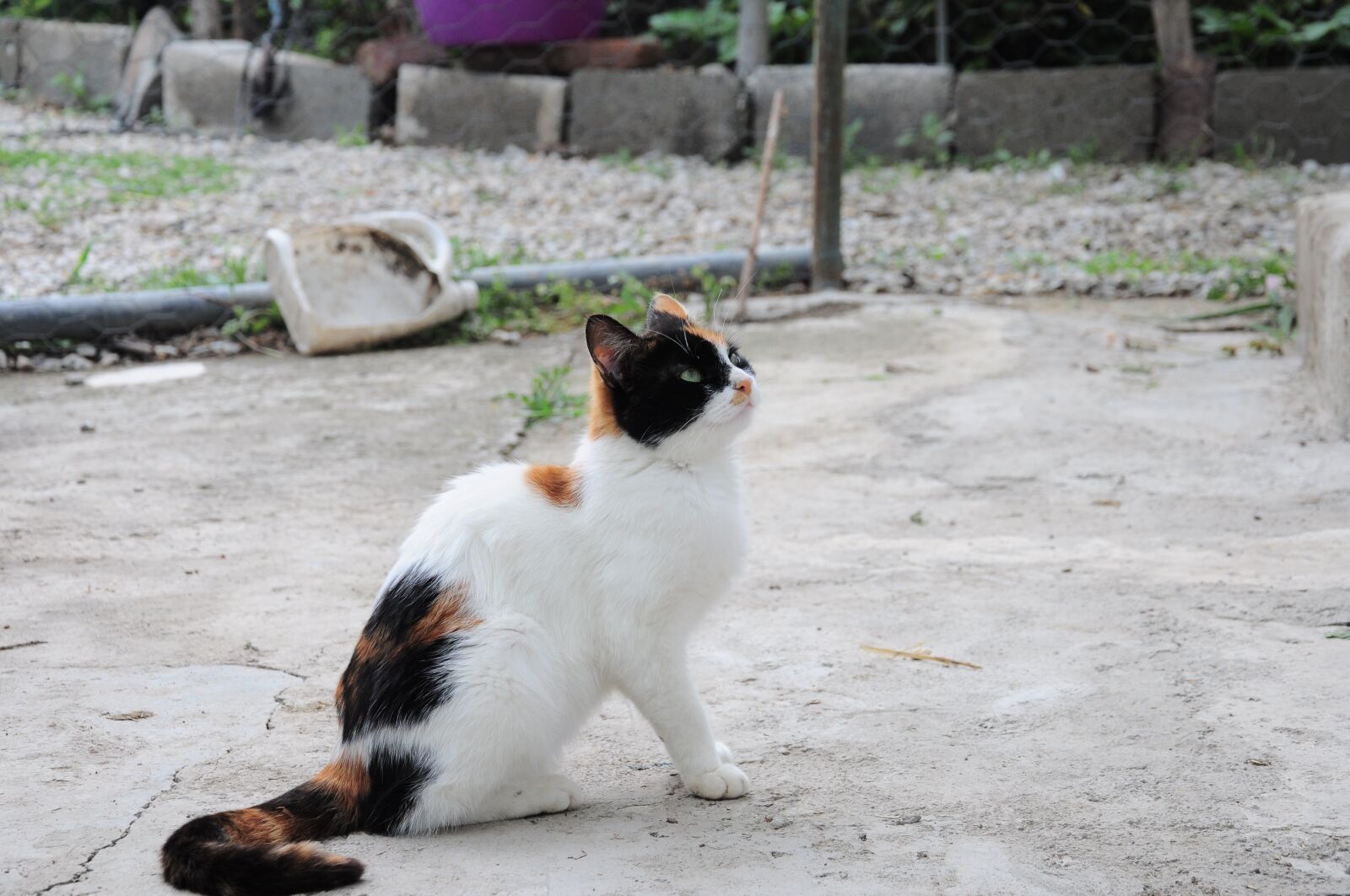 Nikon D90 sample photo. Cat, cat official, cat photography