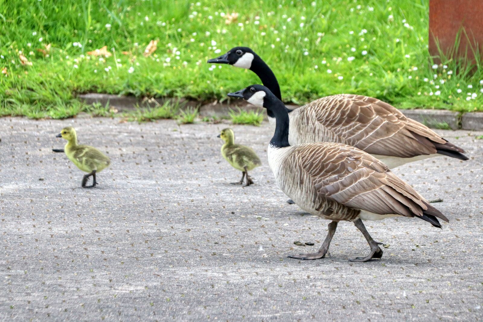 Canon EOS 80D sample photo. Family, ducks, chicken photography