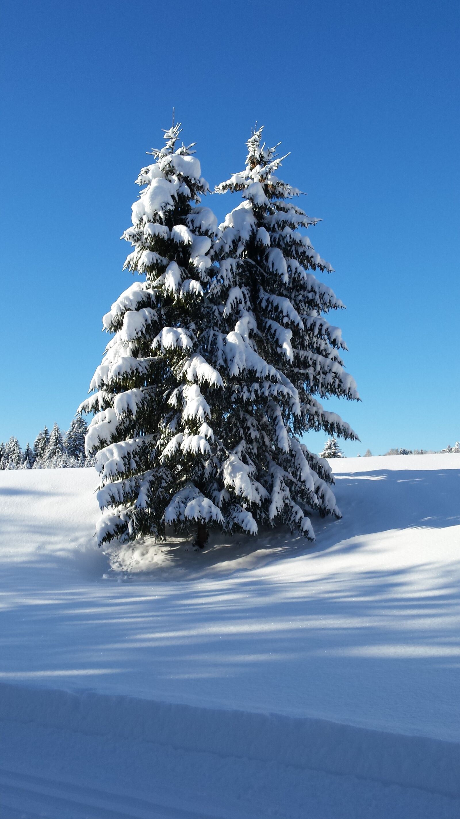 Samsung Galaxy S4 sample photo. Winter, snow, frost photography