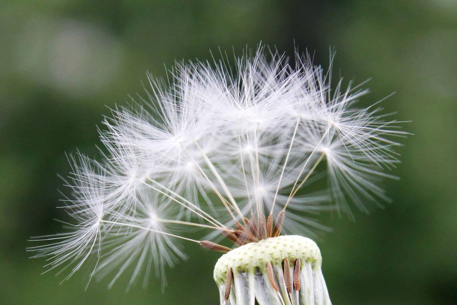 Canon EOS 550D (EOS Rebel T2i / EOS Kiss X4) sample photo. Dandelion, detail, seed, outdoor photography