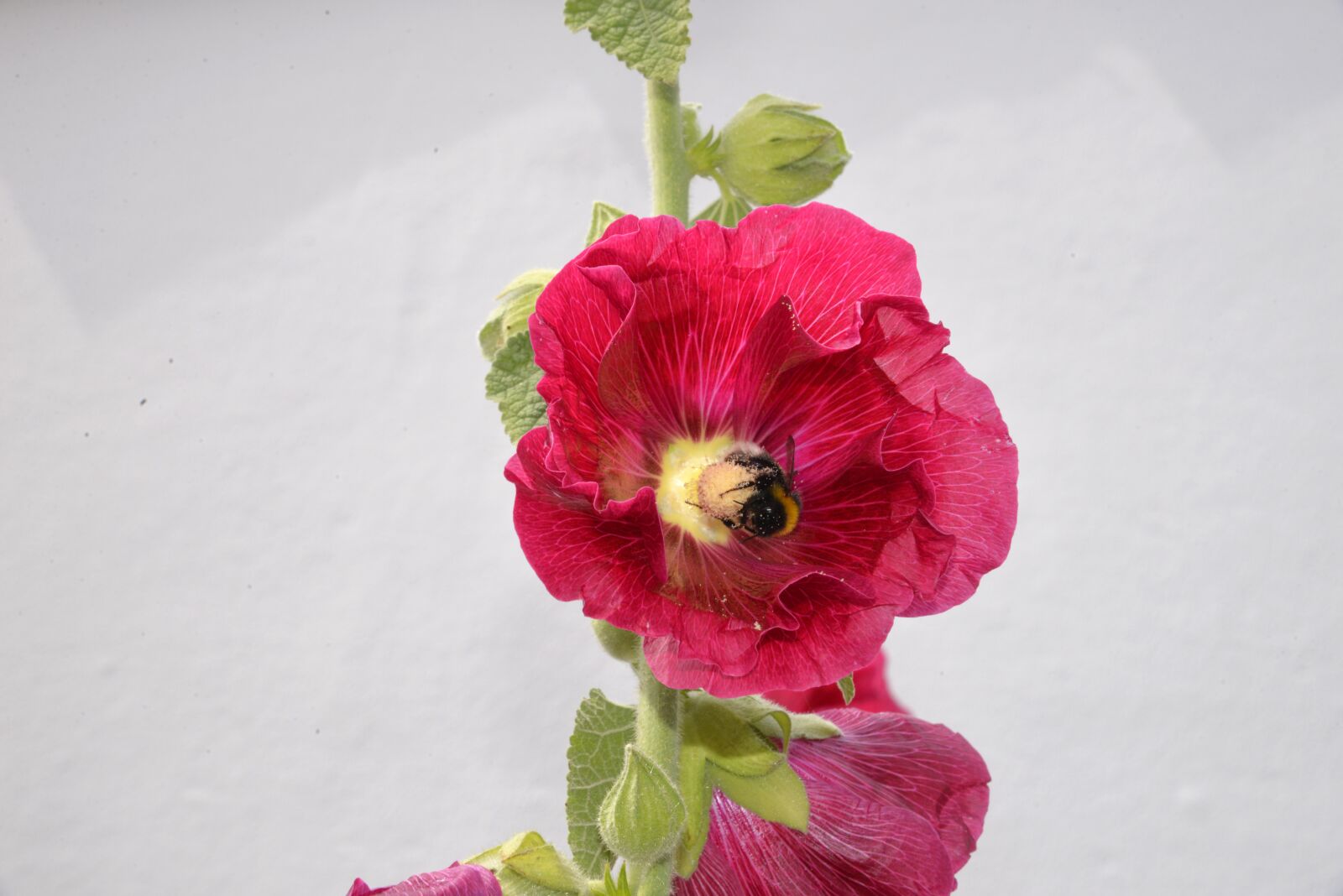 Nikon D610 sample photo. Flower, pink hollyhock, bee photography
