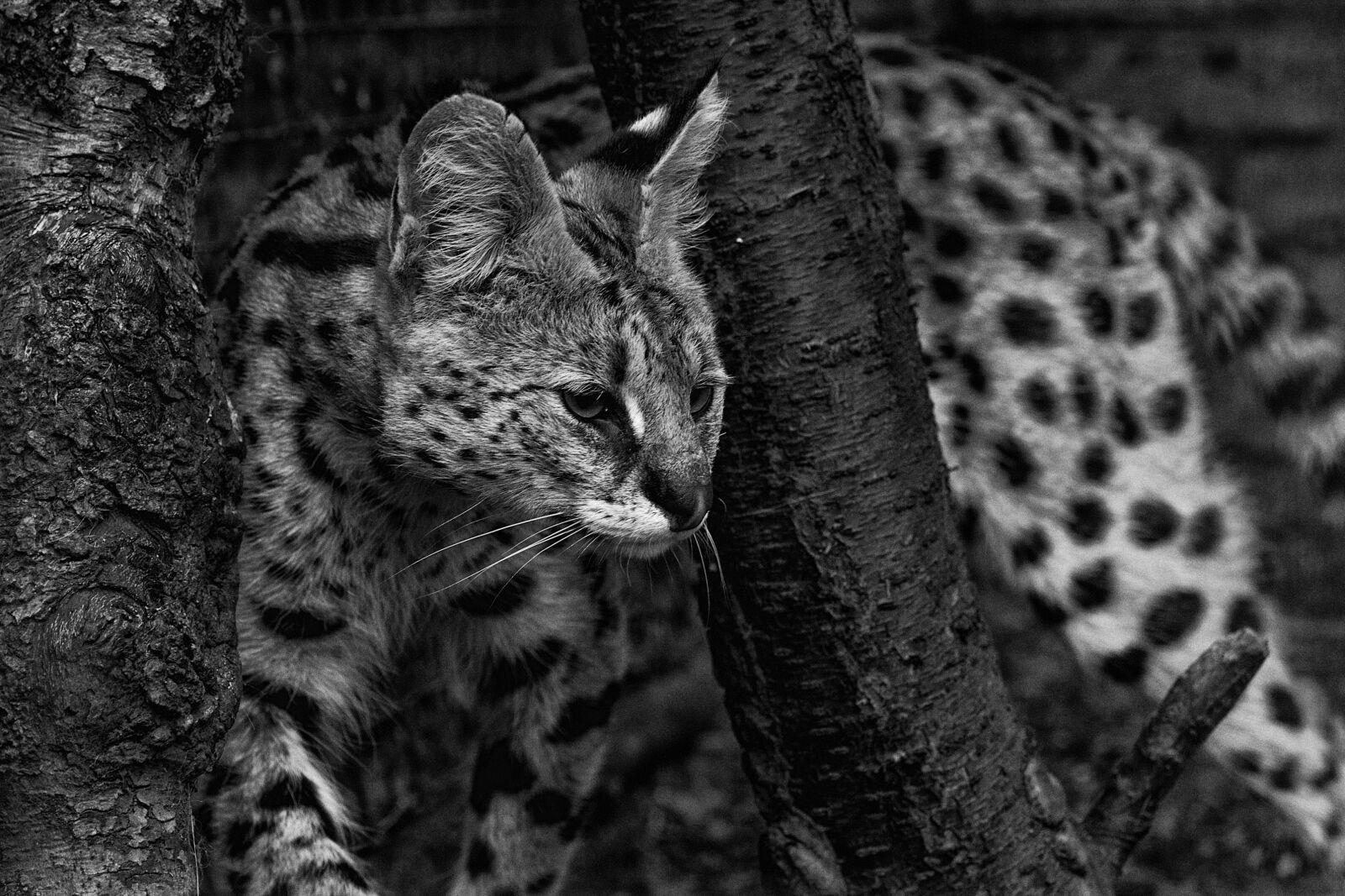 Nikon D750 sample photo. Nature, cat, animal photography