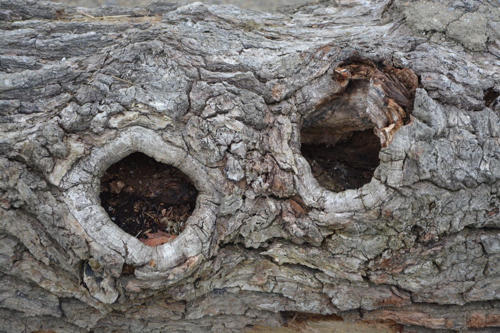 Nikon D5200 sample photo. Bark wood, nodes, tree photography
