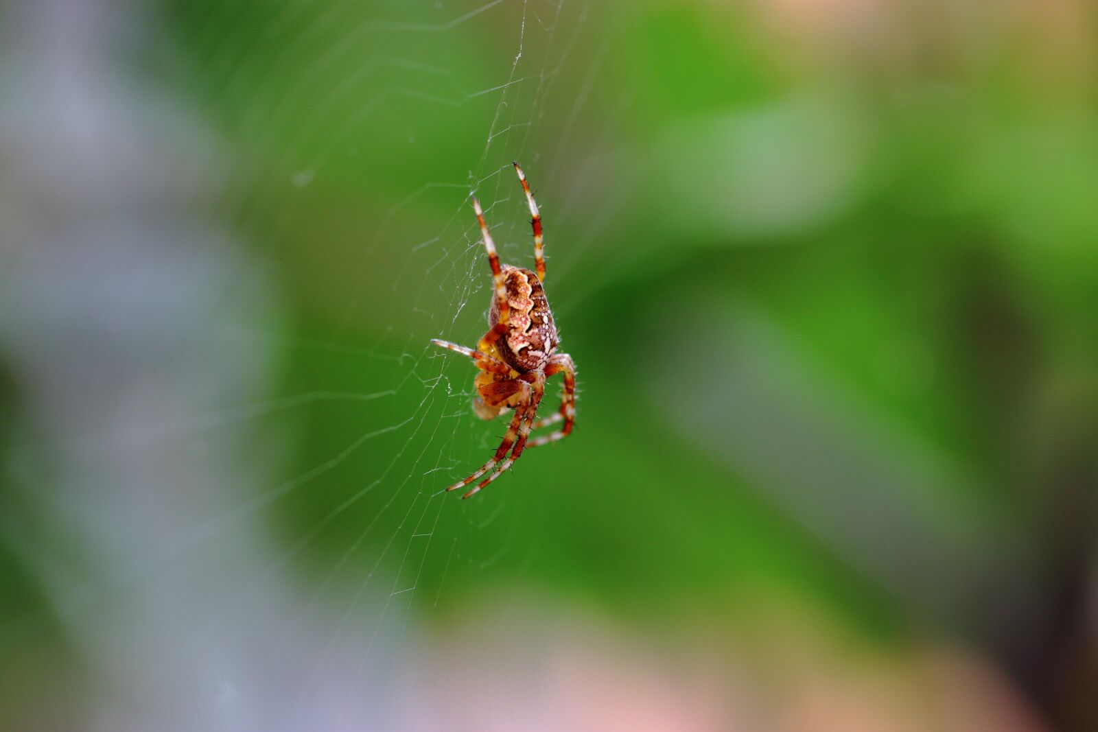 Canon EF 100mm F2.8L Macro IS USM sample photo. Insect, web, spider photography