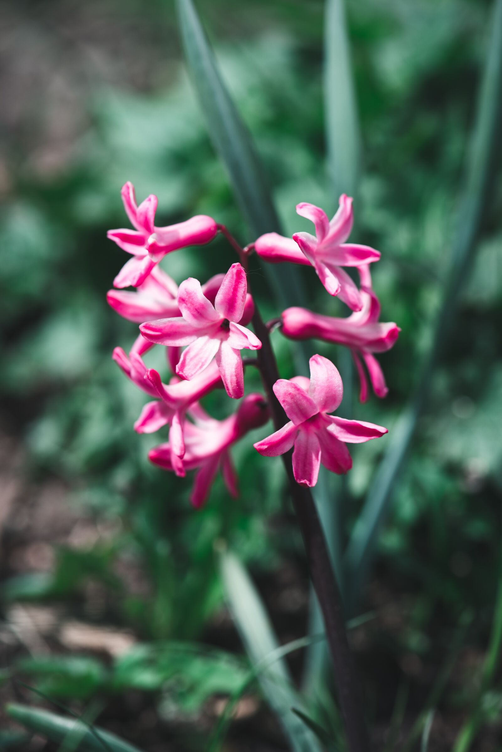 Nikon D750 sample photo. Hyacinth, pink, flower photography