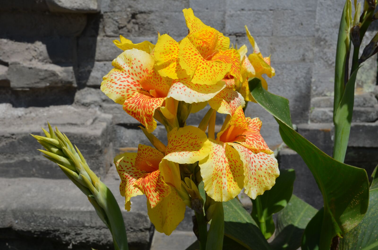 Nikon D7000 sample photo. Tropical, flower, plant photography