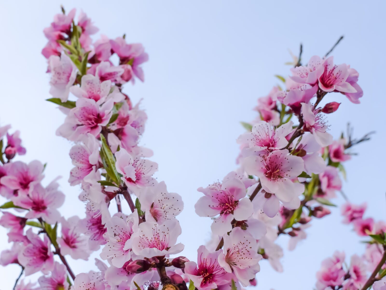 Nikon D3300 sample photo. Flowers, blossom, pink photography