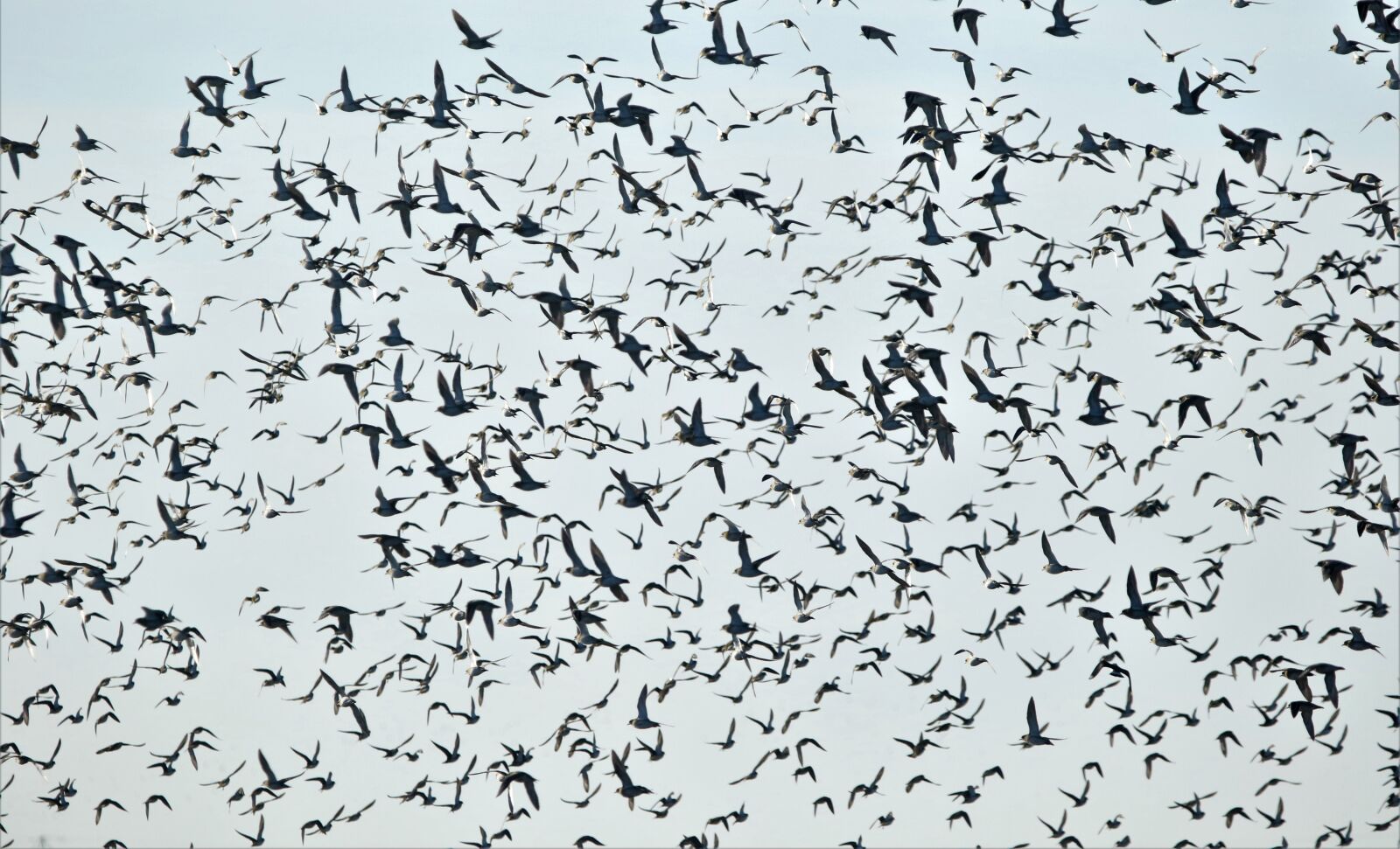150-600mm F5-6.3 DG OS HSM | Contemporary 015 sample photo. Birds, flock, animals photography